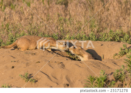 Prairie Dogs Kissing 23171278