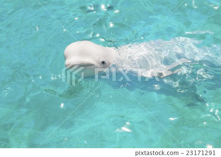 Swallow dolphins swimming in the water Swallow dolphins swimming in the water 23171291