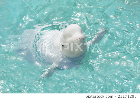 White whale floating on the water surface White whale floating on the water surface 23171293