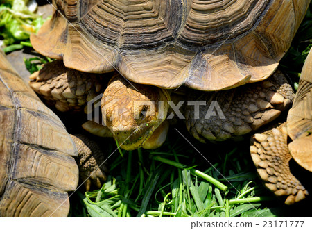 The African spurred tortoise sulcata 23171777