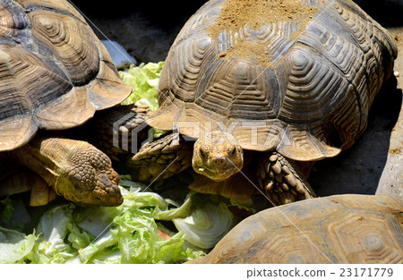 The African spurred tortoise sulcata 23171779