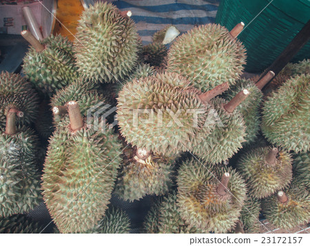 Durian 23172157