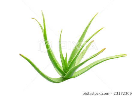 Aloe Vera isolated on white background. 23172309