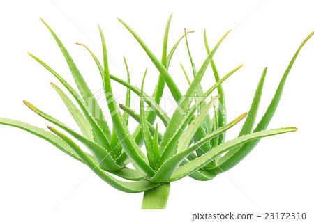 Aloe Vera isolated on white background. 23172310