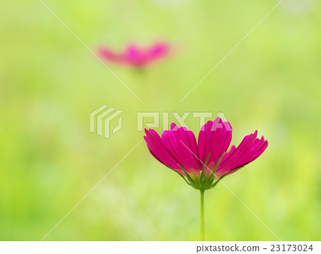 Adorable Cosmos 23173024