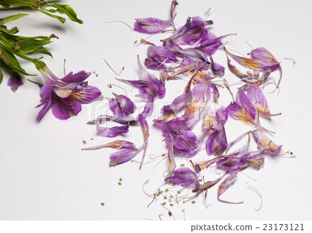 purple fallen petals of alstroemeria on white 23173121