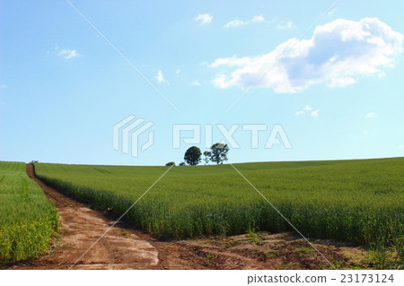 Biei ~ Road of patchwork ~ Biei ~ Road of patchwork ~ 23173124