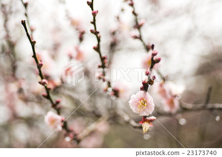 粉紅色的梅花和天空為背景 23173740