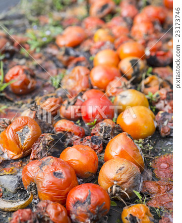 在太陽下的爛番茄 23173746