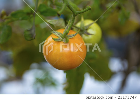 綠色和橙色的番茄特寫 23173747