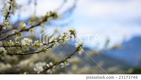 藍天白雲背景的盛開李花 23173748