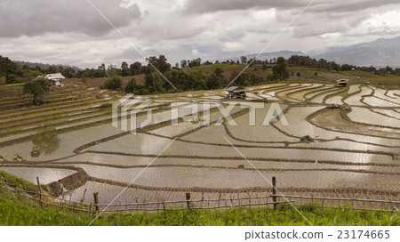 rice field on terraced in north Thailand 23174665