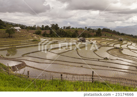 rice field on terraced in north Thailand 23174666