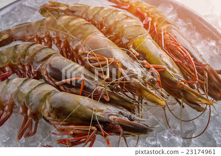 Shrimps on cubes of ice. Shrimps on cubes of ice. 23174961