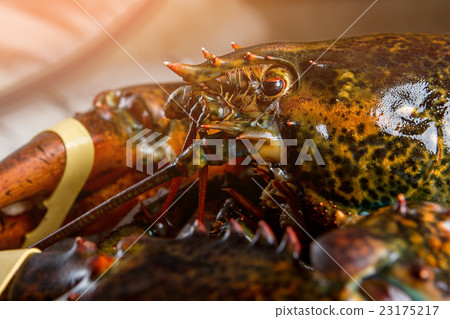 Head and claw of lobster. 23175217
