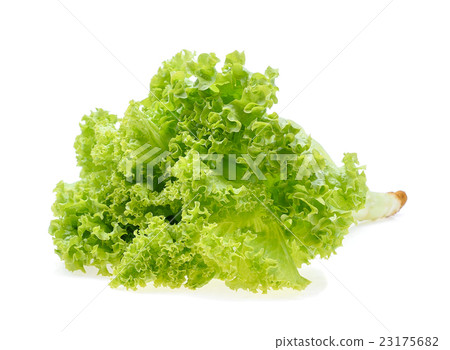 Green oak lettuce isolate on white background 23175682