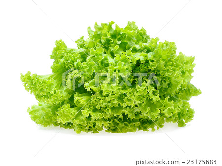 Green oak lettuce on white background 23175683