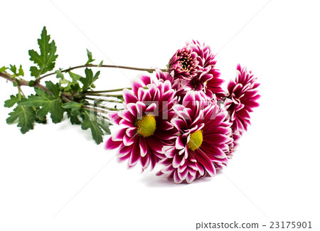beautiful chrysanthemum isolated 23175901