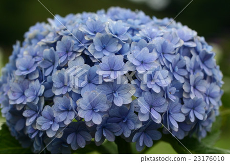 繡球花201621 繡球花201621 23176010