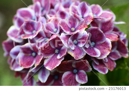 Hydrangea hydrangea 201624 Hydrangea hydrangea 201624 23176013