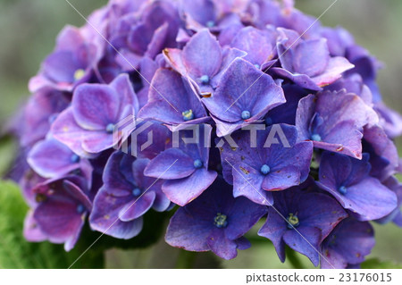 繡球花繡球花201611 繡球花繡球花201611 23176015