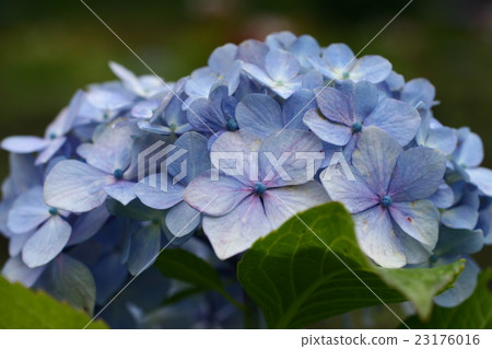 繡球花201612 繡球花201612 23176016
