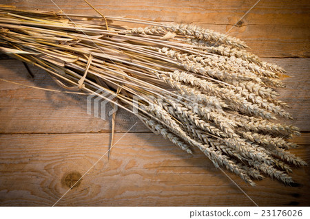sheaf of wheat 23176026