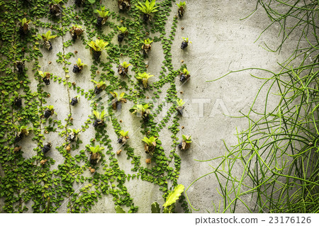 Green plants on concrete wall background Green plants on concrete wall background 23176126