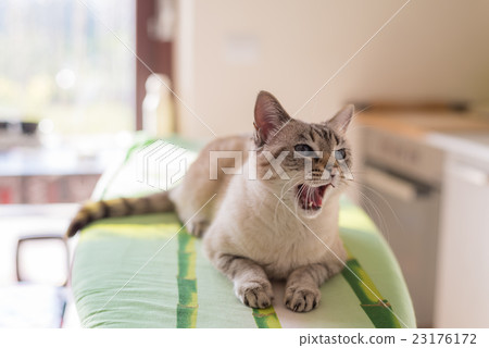 Yawning cat with blue eyes and open mouth 23176172