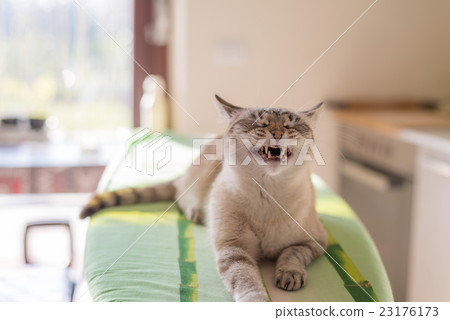 Snarling cat with half-open mouth, home interior 23176173