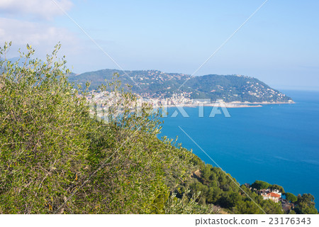 Olives tree branches on Italian coastline, Liguria Olives tree branches on Italian coastline, Liguria 23176343