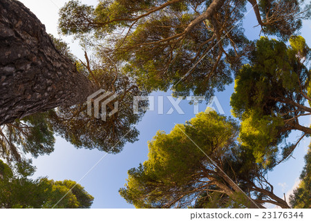 Maritime pine grove, fisheye view from below Maritime pine grove, fisheye view from below 23176344