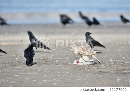 Hayabusa that eats the green turtle 23177031