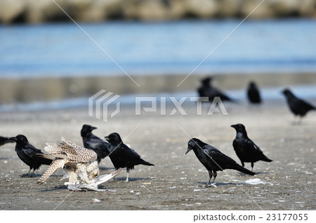 White falcon eating during a meal 23177055