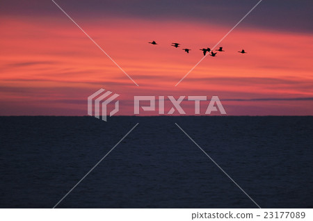A flock of cows flying over a burnt ocean A flock of cows flying over a burnt ocean 23177089