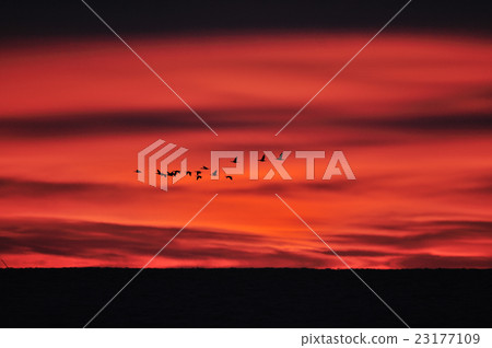 燃燒的晨光和牛群 23177109