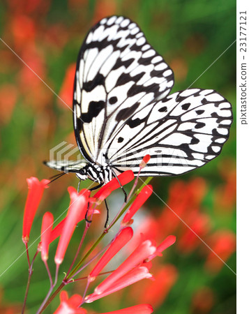 Butterfly Butterfly 23177121