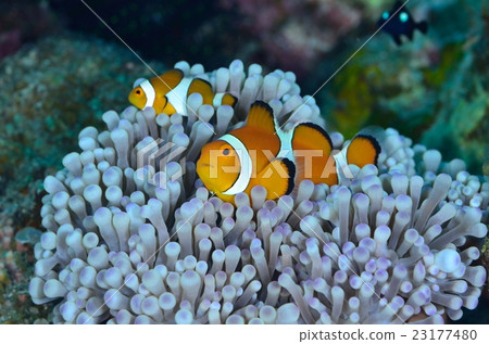 小丑anemonefish 23177480