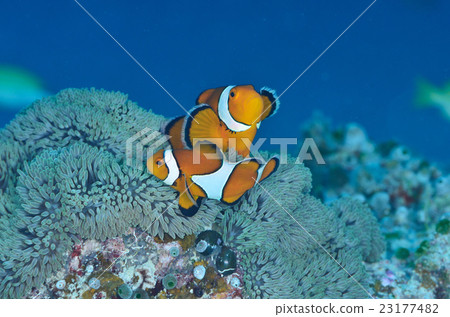 Clown anemonefish Clown anemonefish 23177482
