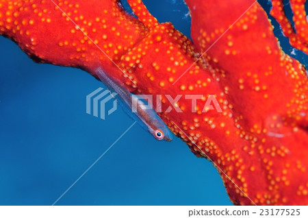 Red goby Red goby 23177525