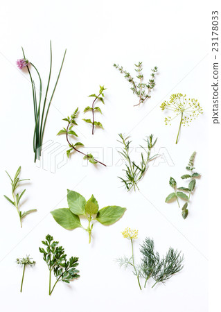 fresh herbs fresh herbs 23178033