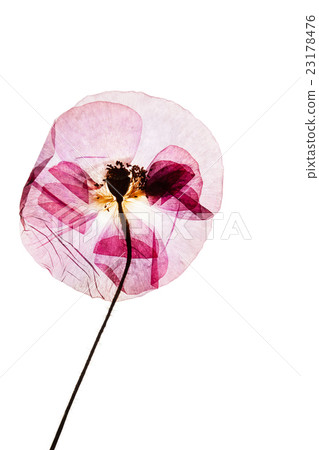 nice flower nice flower 23178476