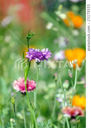 flowers field 23178555