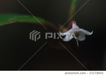 Natural plant Yabukoji, late June. Invisible flowers bloom in a wet forest during the rainy season 23178642