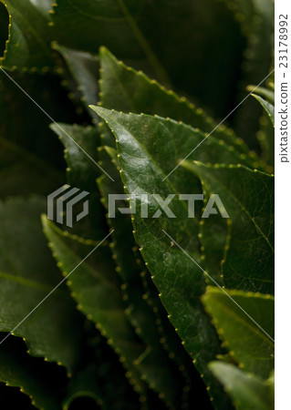 leaves background leaves background 23178992