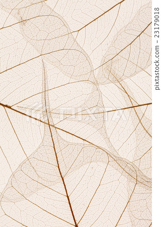 Leaves texture Leaves texture 23179018
