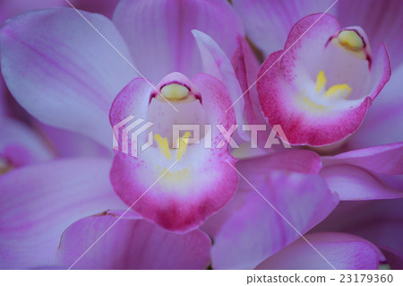 Shinbijuumu 23179360