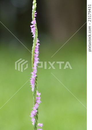 螺絲香蕉 螺絲香蕉 23179431