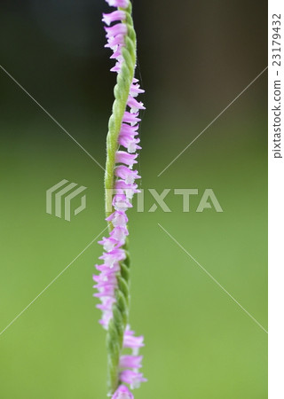 Spiranthes sinensis Spiranthes sinensis 23179432
