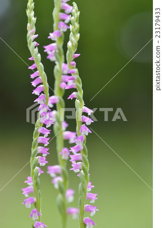Spiranthes sinensis Spiranthes sinensis 23179433
